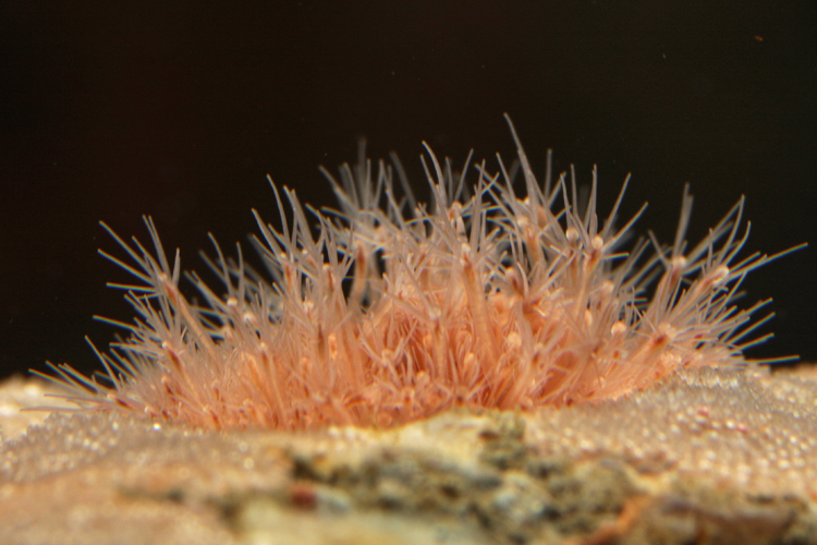 Hydractinia milleri